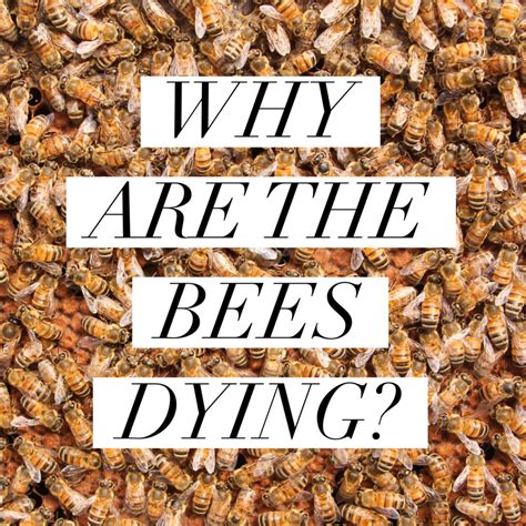 bees are dying is fake